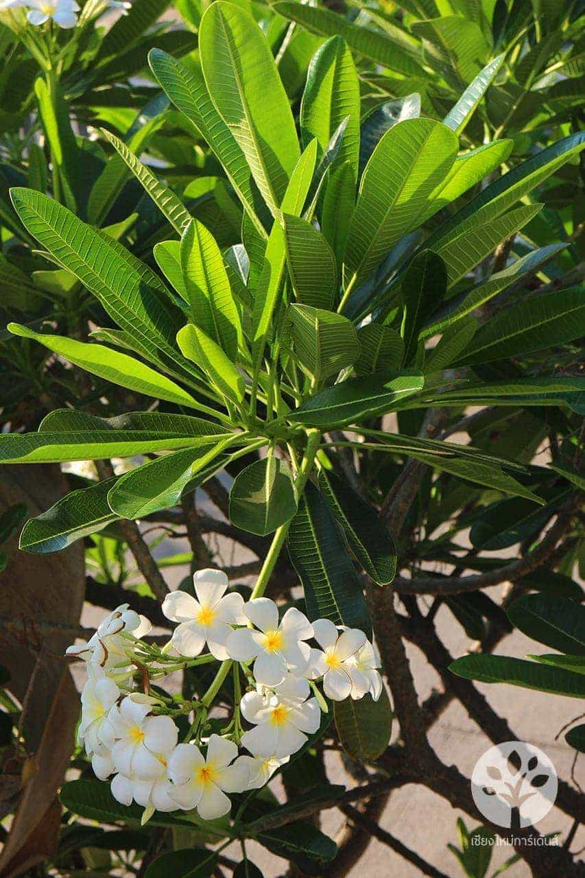 ลีลาวดี สีขาว