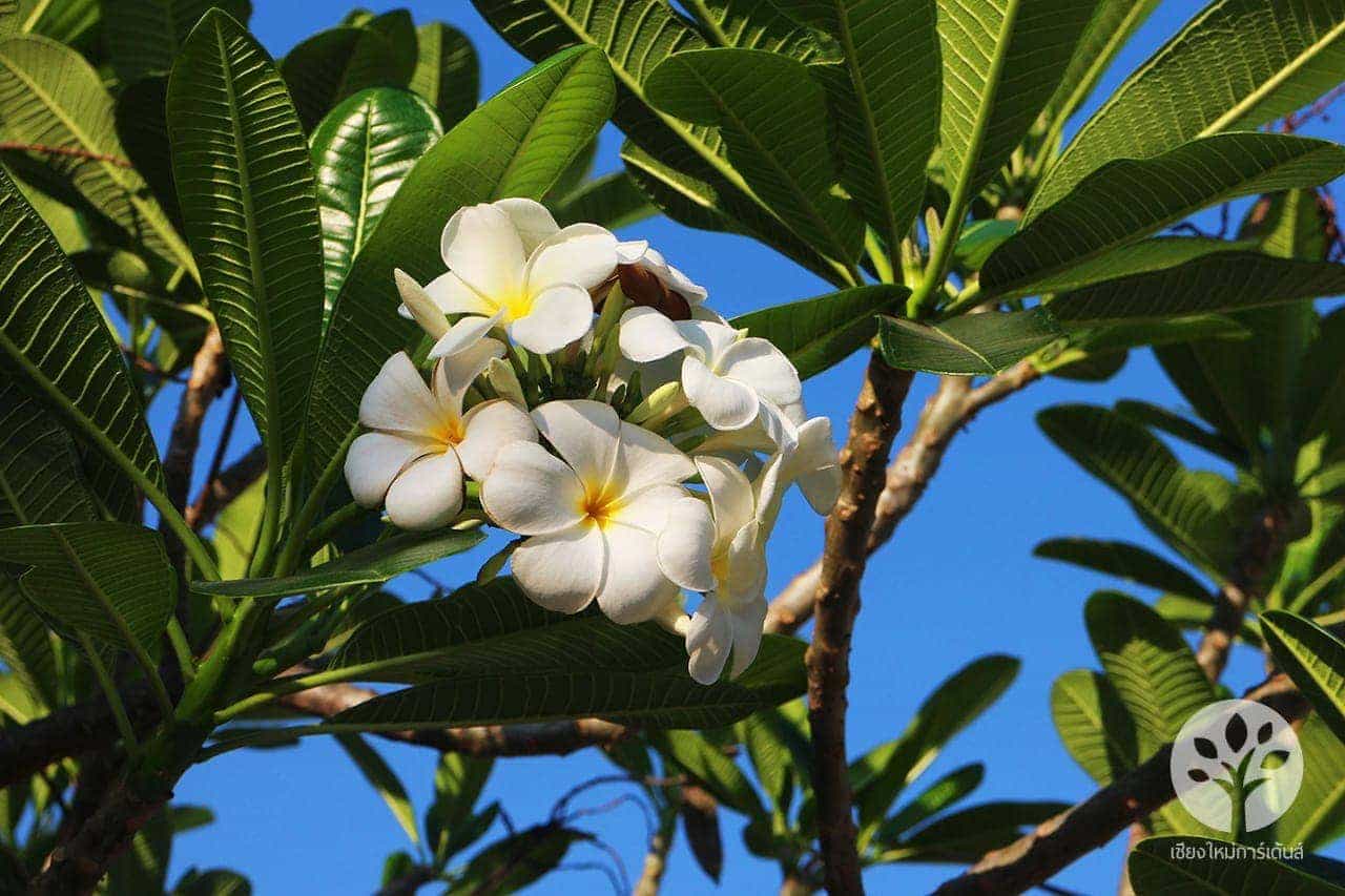 ลีลาวดี สีขาว