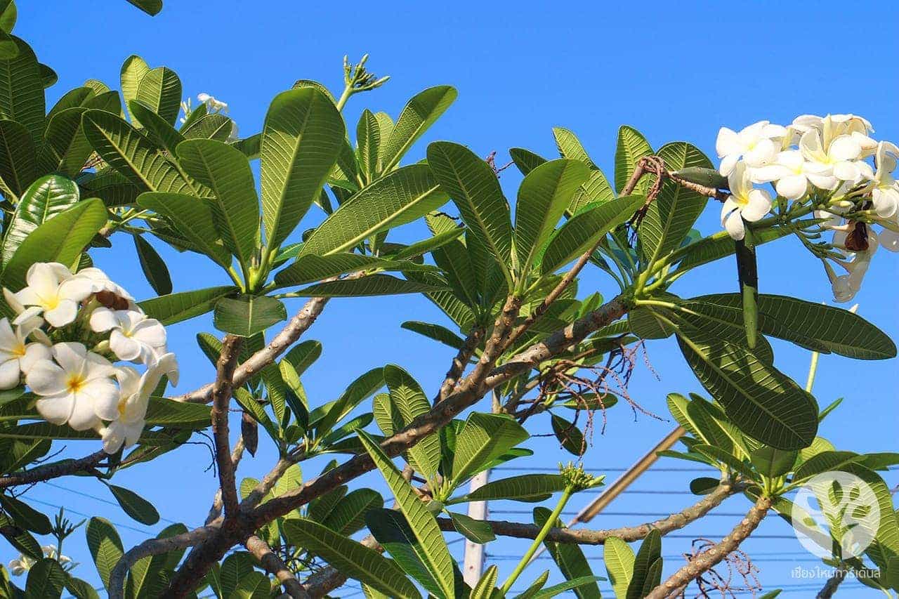 ลีลาวดี สีขาว