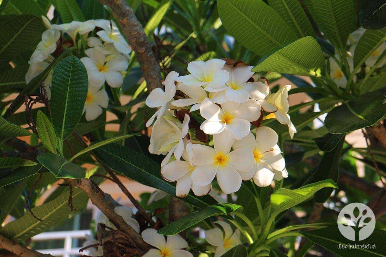 ลีลาวดี สีขาว