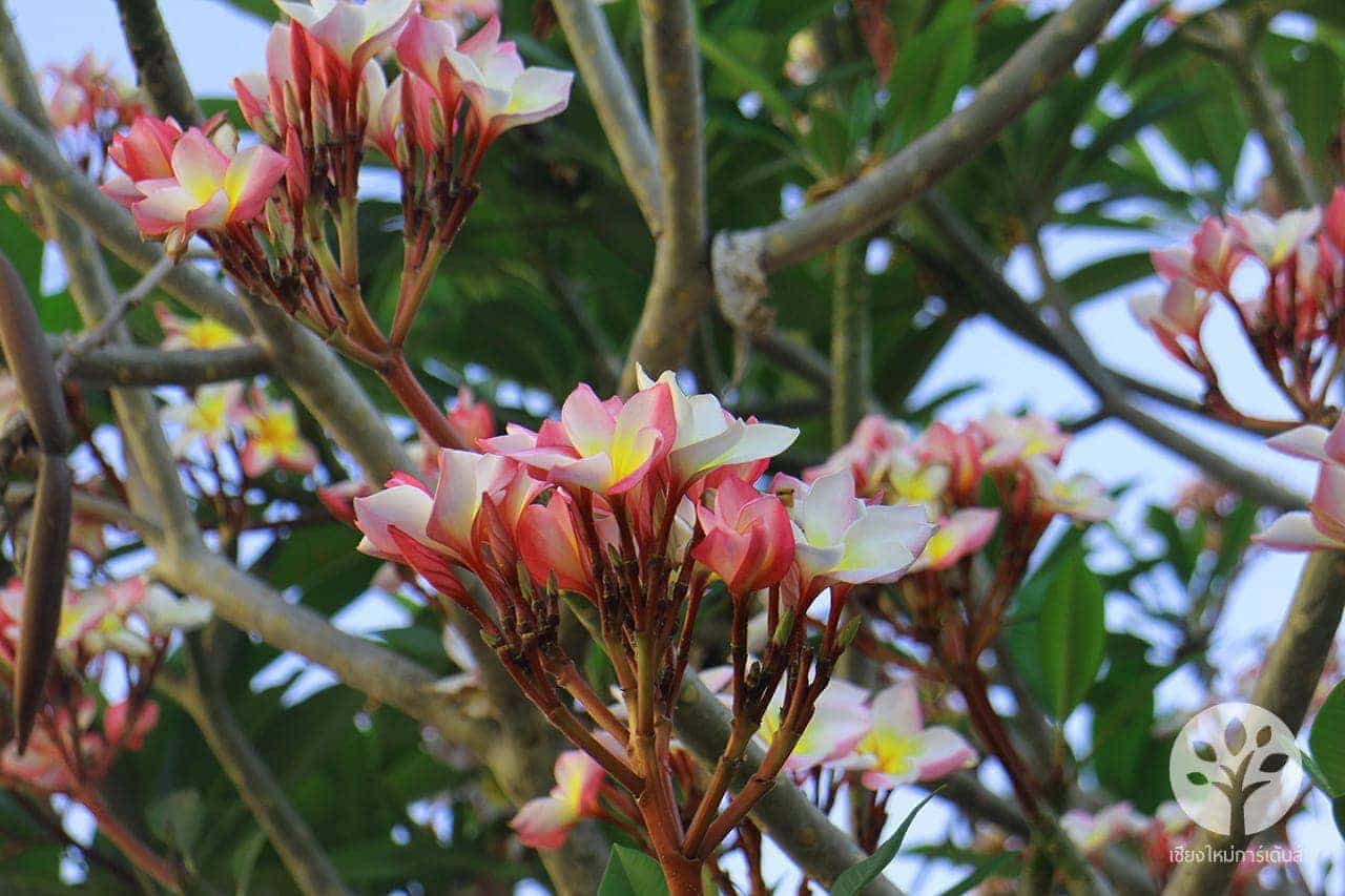 ลีลาวดี พันธุ์ชมพูนุช