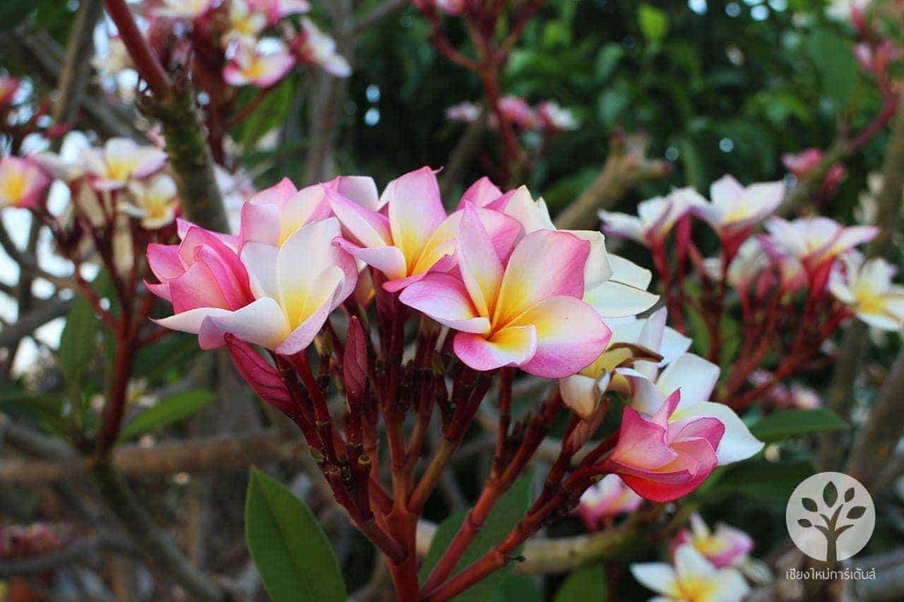 ลีลาวดี พันธุ์ชมพูนุช