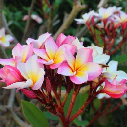 ลีลาวดี พันธุ์ชมพูนุช