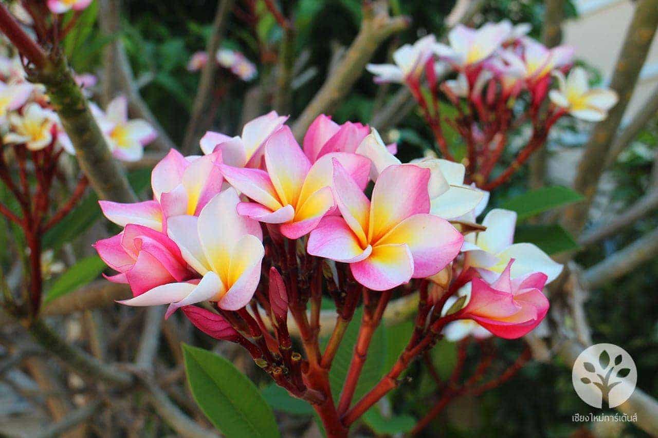 ลีลาวดี พันธุ์ชมพูนุช