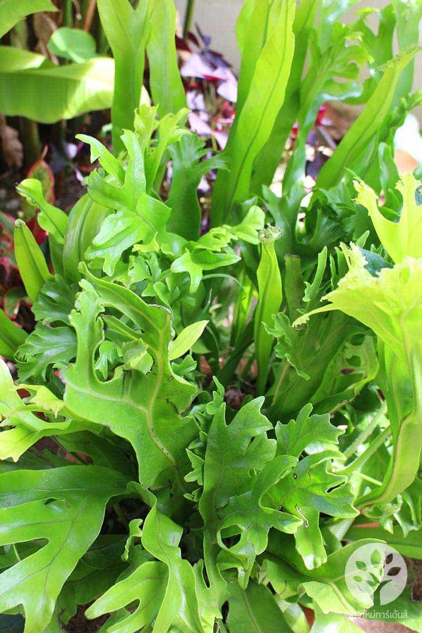 เฟิร์นเขากวาง