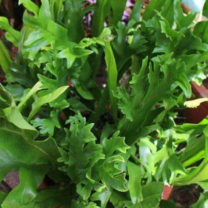 เฟิร์นเขากวาง