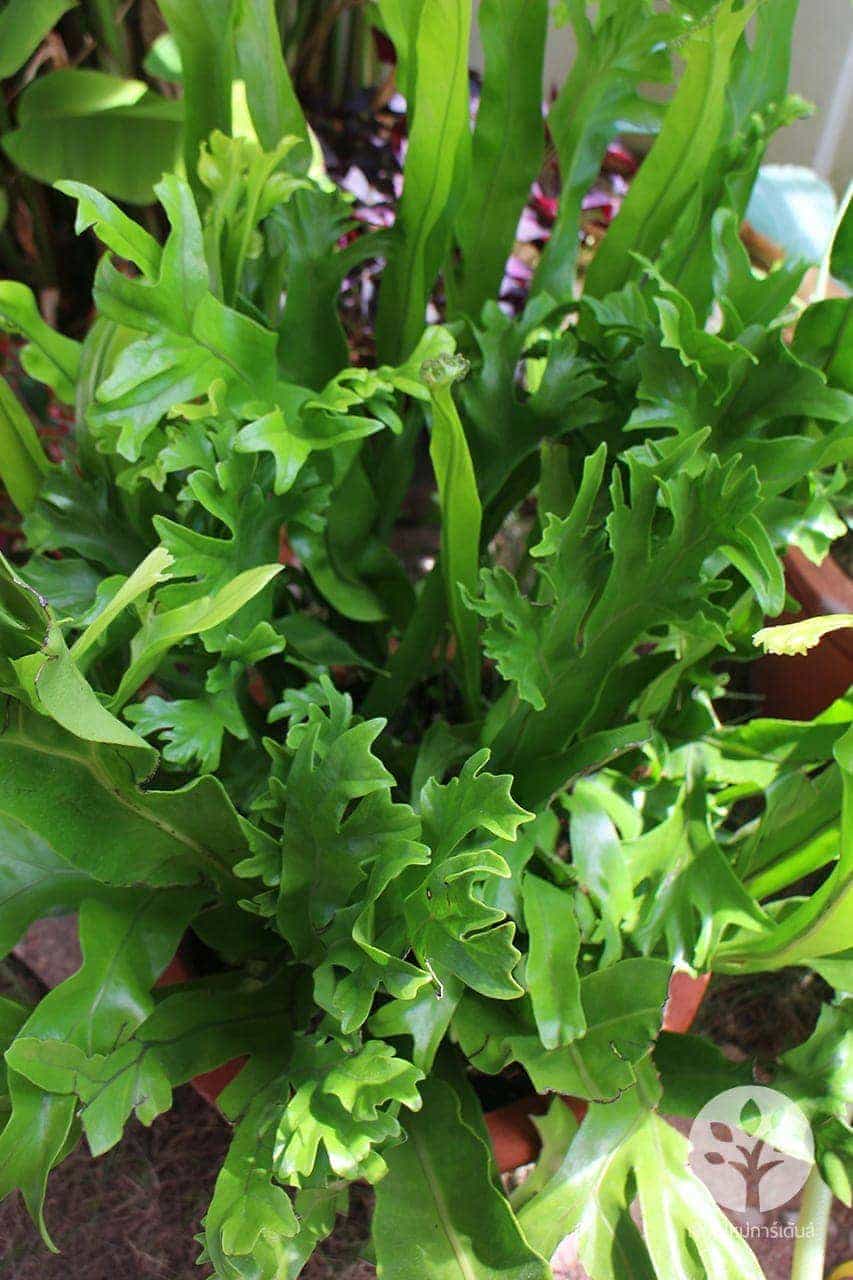 เฟิร์นเขากวาง