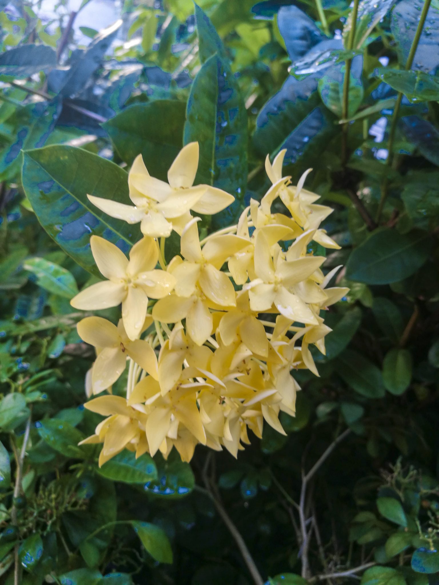 ดอกเข็มสีเหลือง