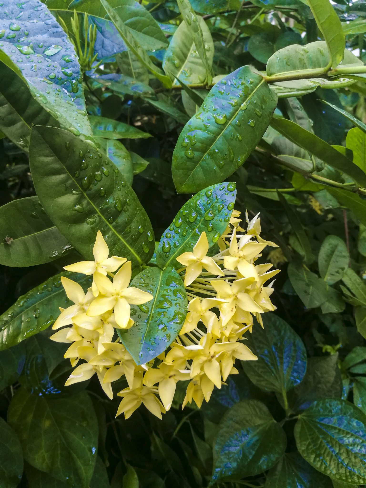 ดอกเข็มสีเหลือง