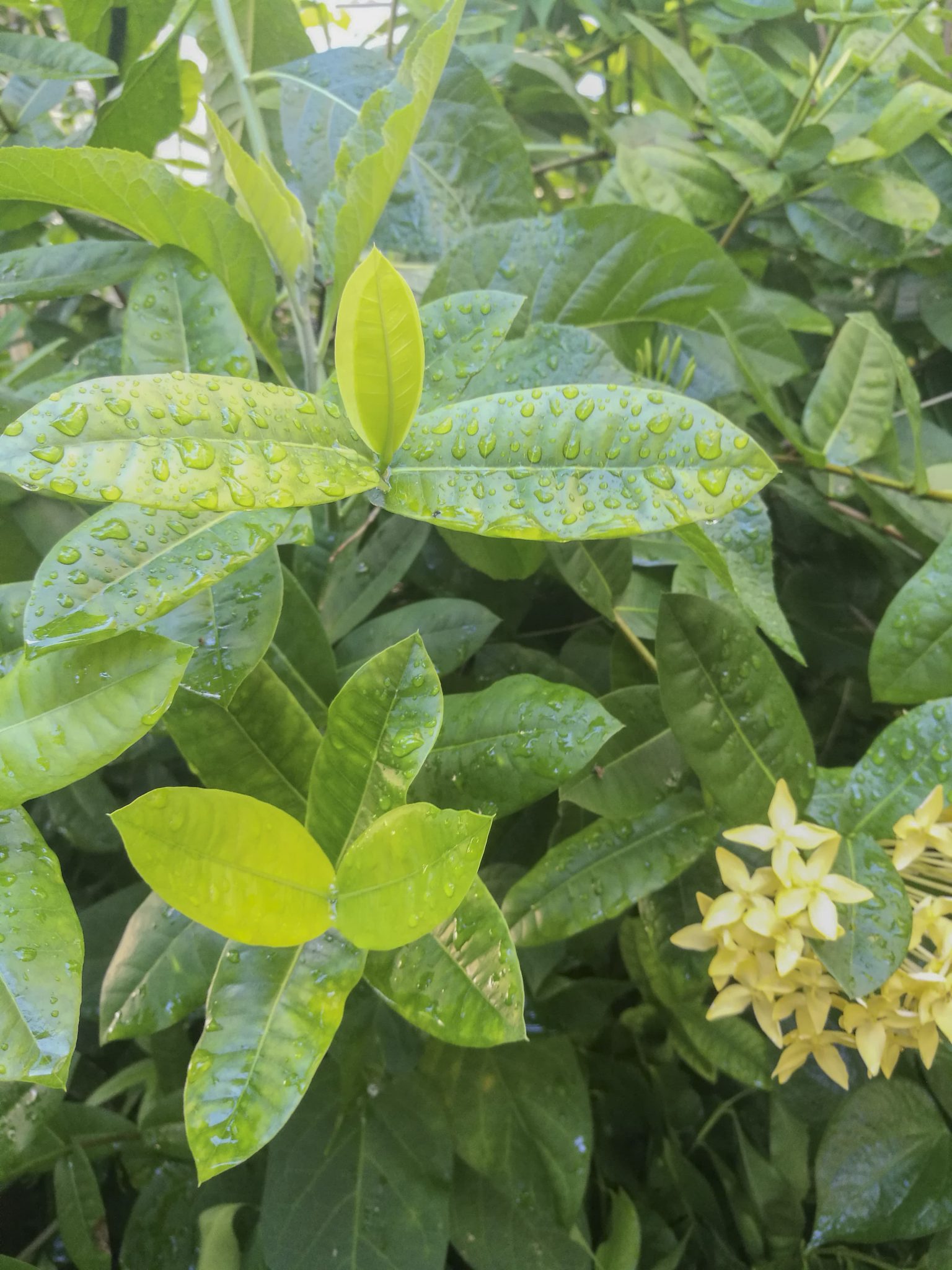 ดอกเข็มสีเหลือง