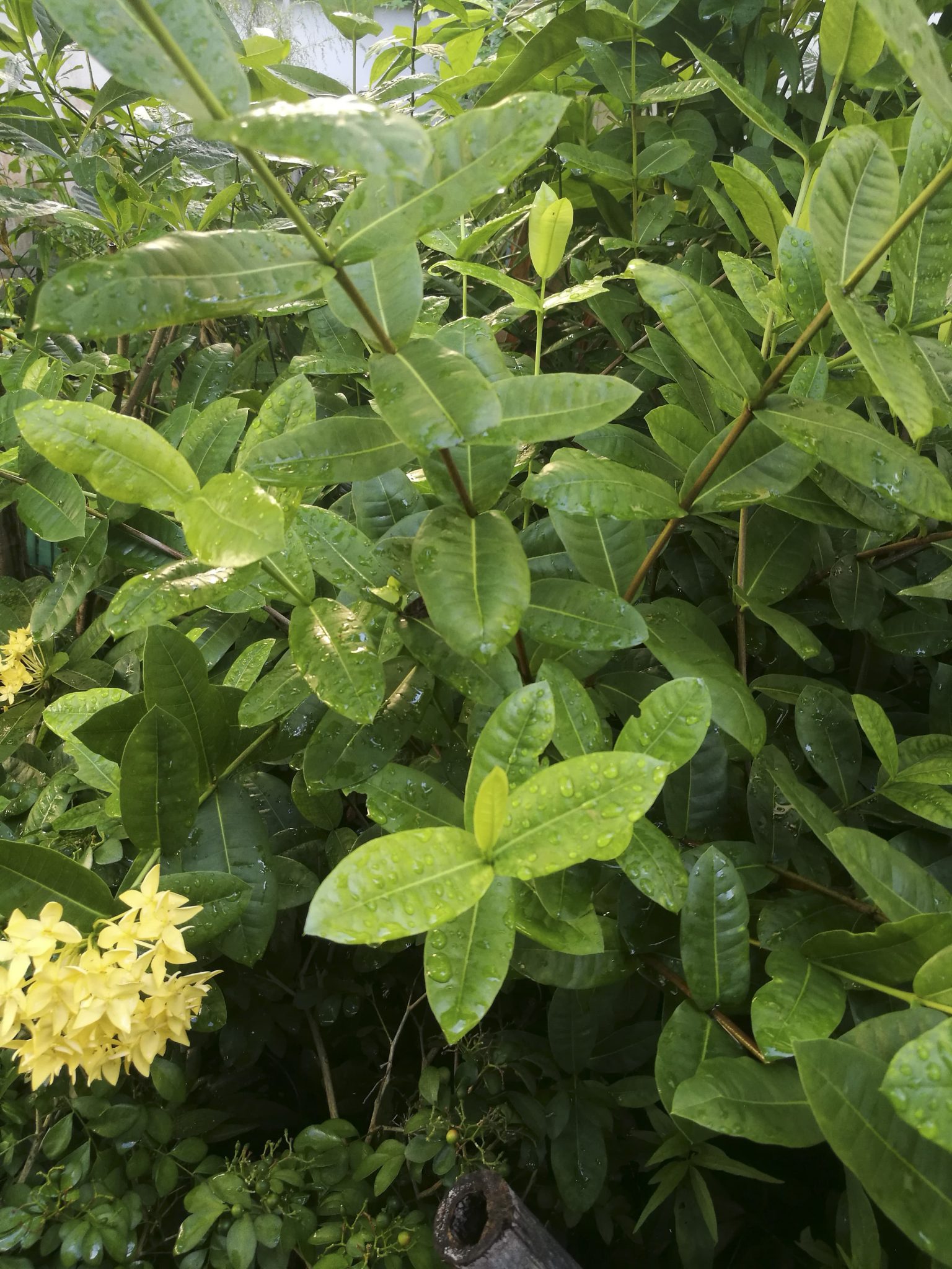 ดอกเข็มสีเหลือง