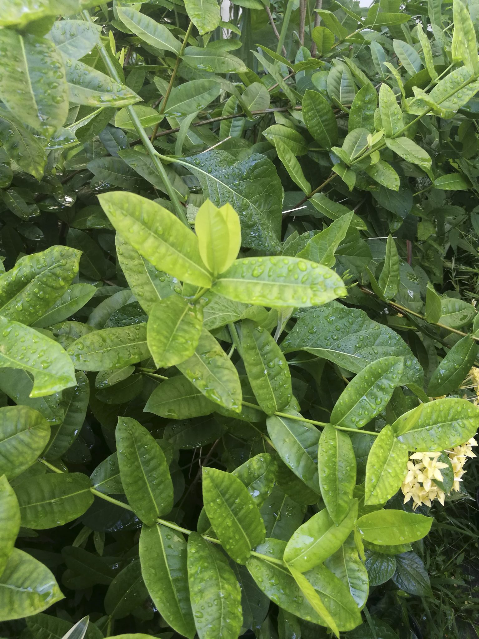 ดอกเข็มสีเหลือง