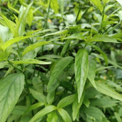 เสลดพังพอนตัวเมีย