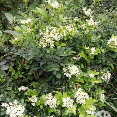 ต้นแก้วแคระ