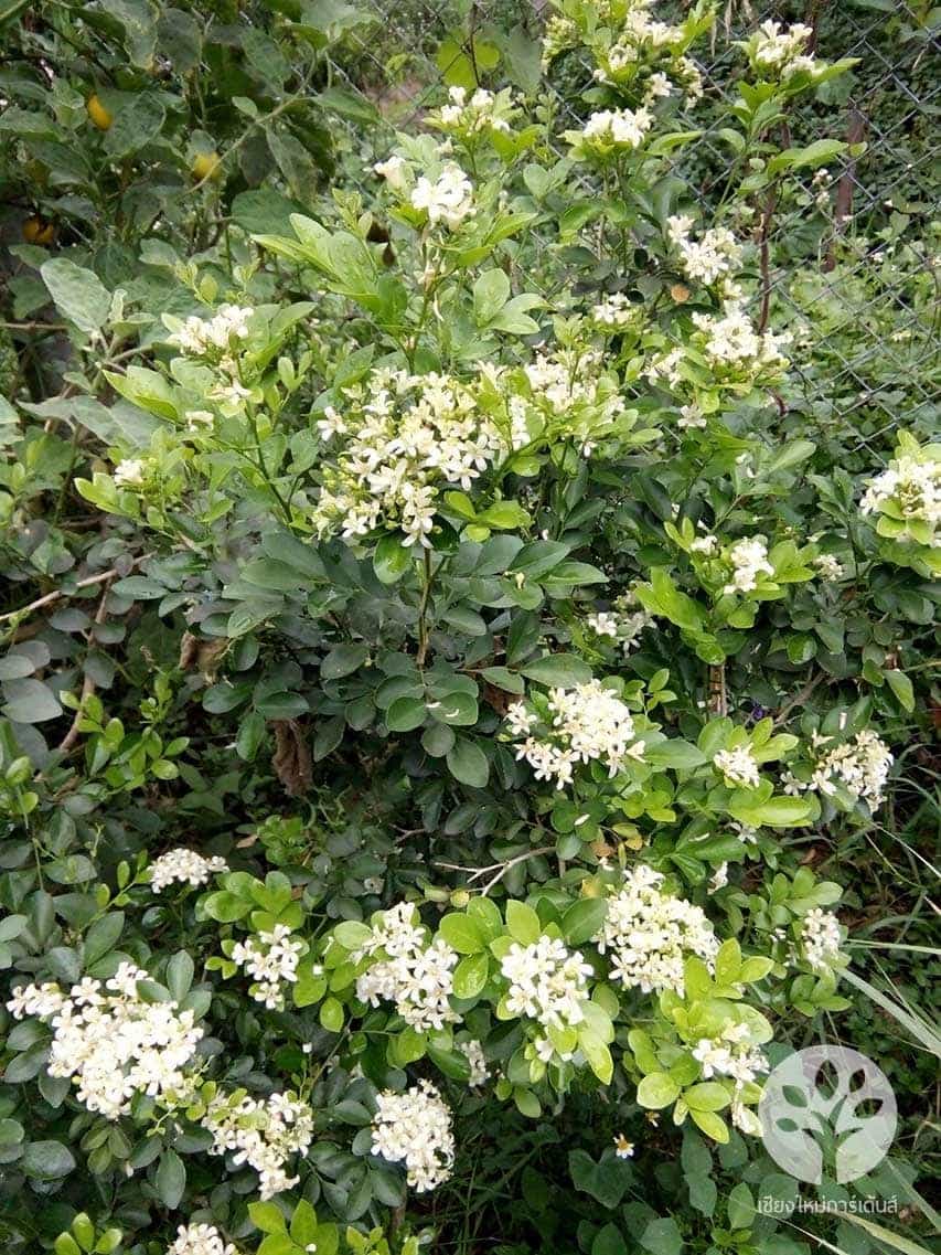 ต้นแก้วแคระ