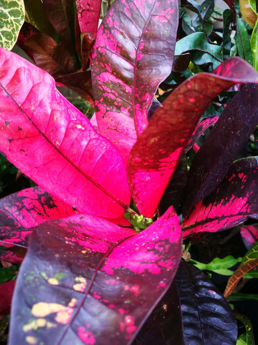 โกสนแอปเปิลไอริช