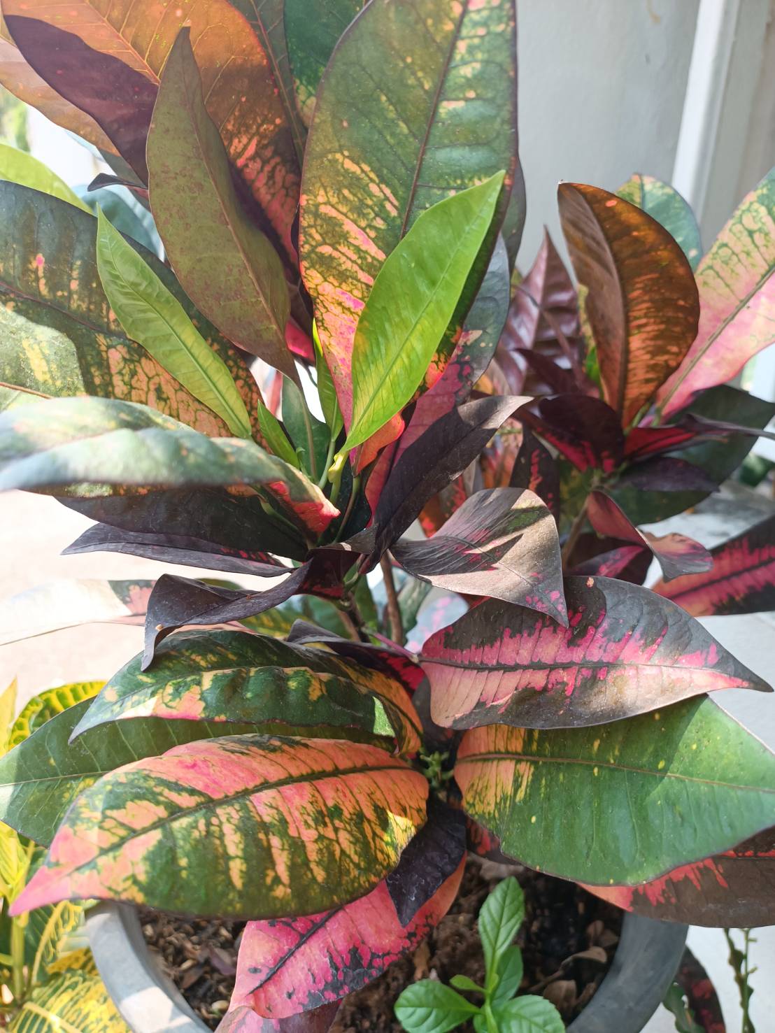 โกสนแอปเปิลไอริช