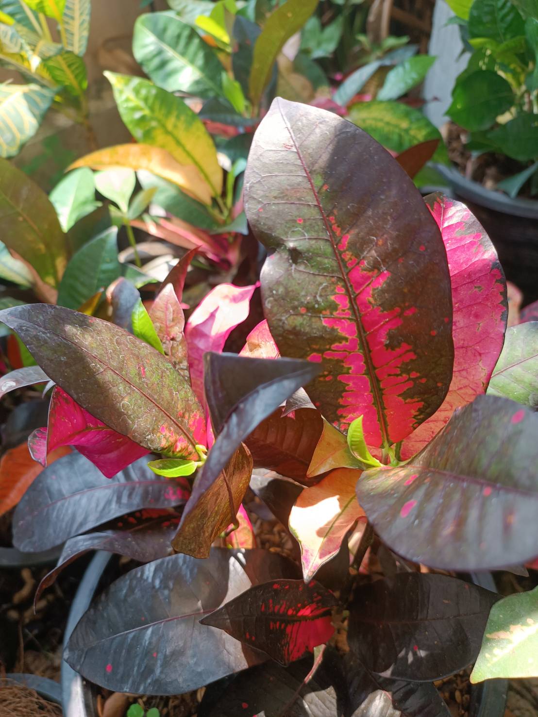 โกสนแอปเปิลไอริช