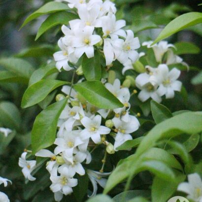 ดอกแก้ว