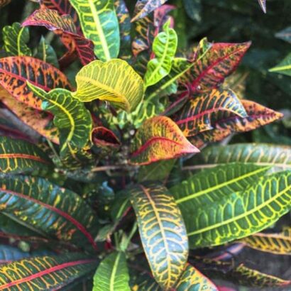 โกสนสาวสันทราย