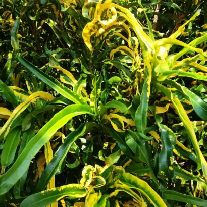 โกสนเกลียวทอง