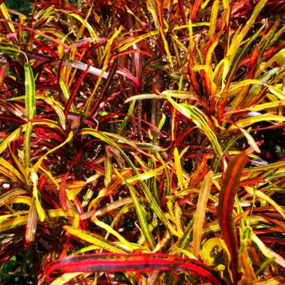 โกสนสายรุ้ง