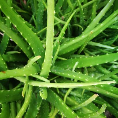 ว่านหางจรเข้