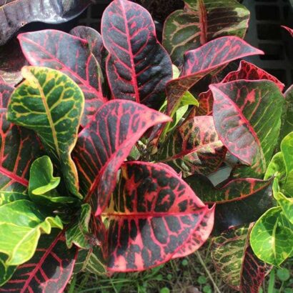 โกสนพันธุ์กุหลาบ