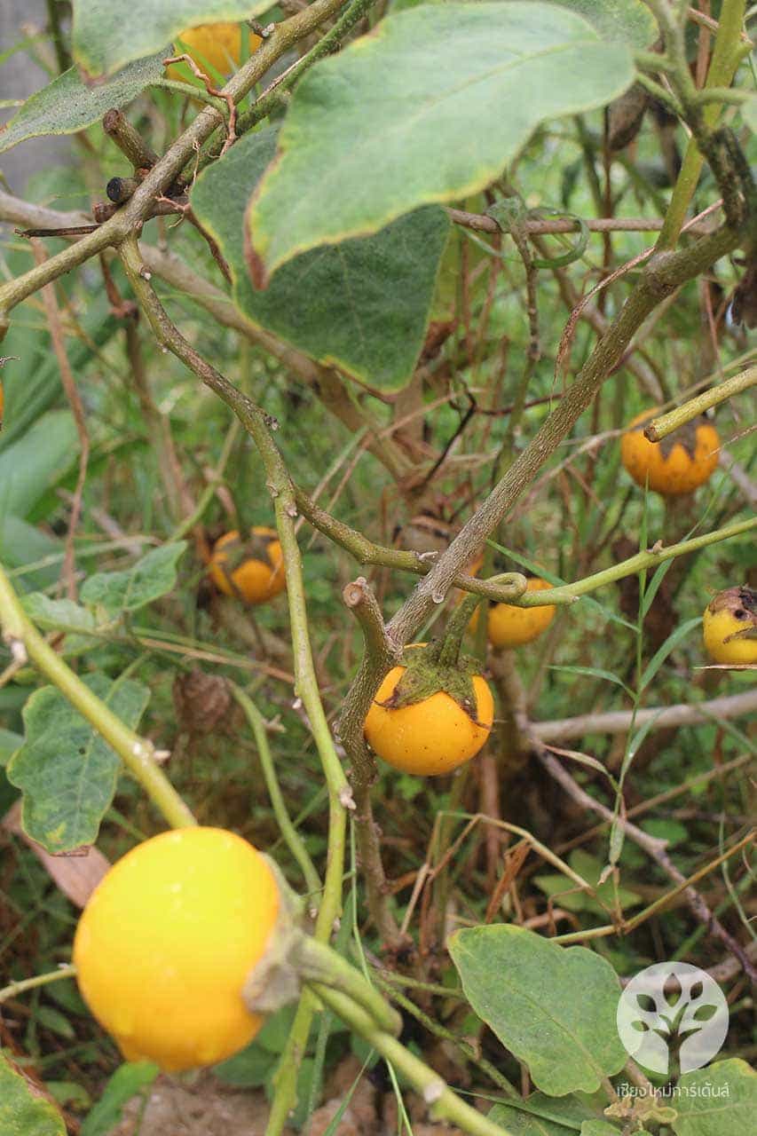 เมล็ดมะเขือขื่น