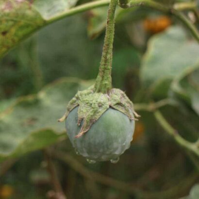 เมล็ดมะเขือขื่น