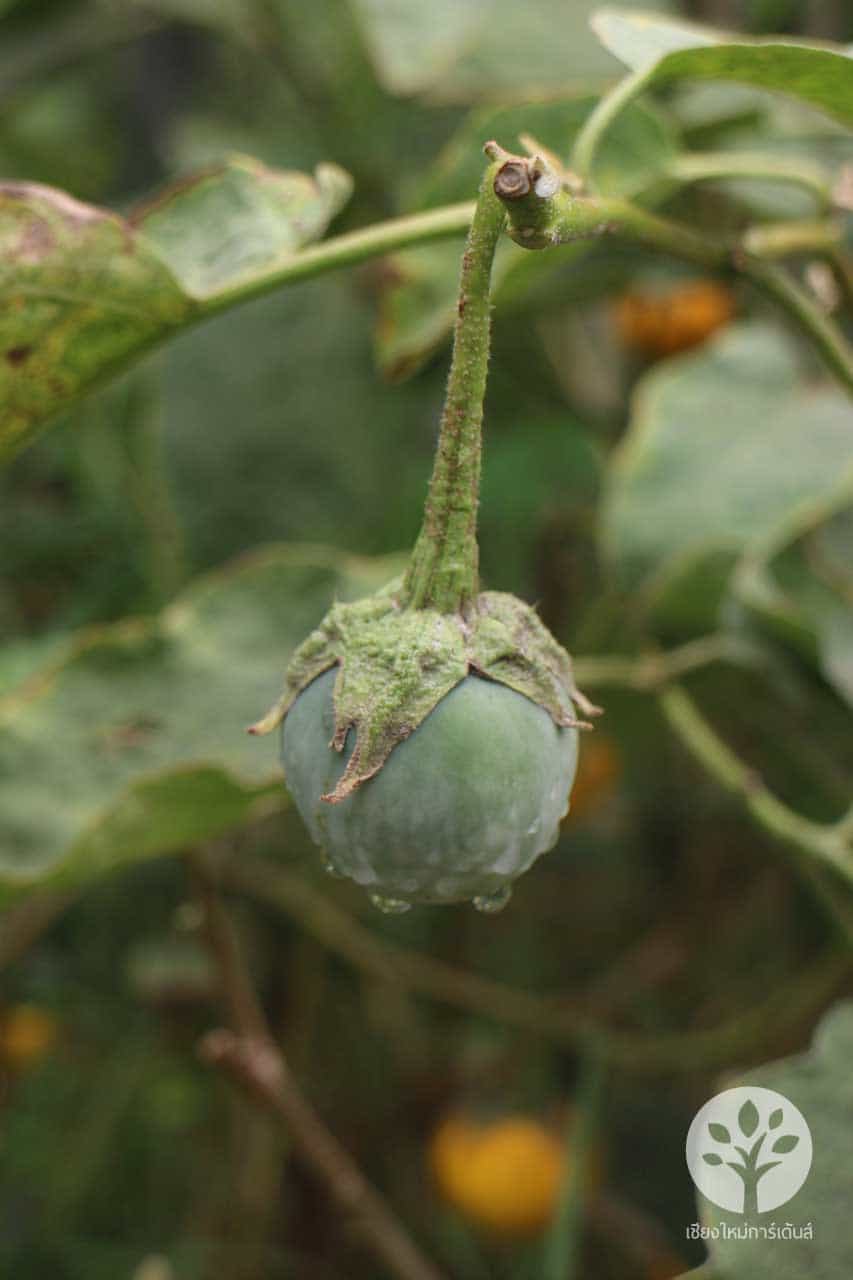 เมล็ดมะเขือขื่น