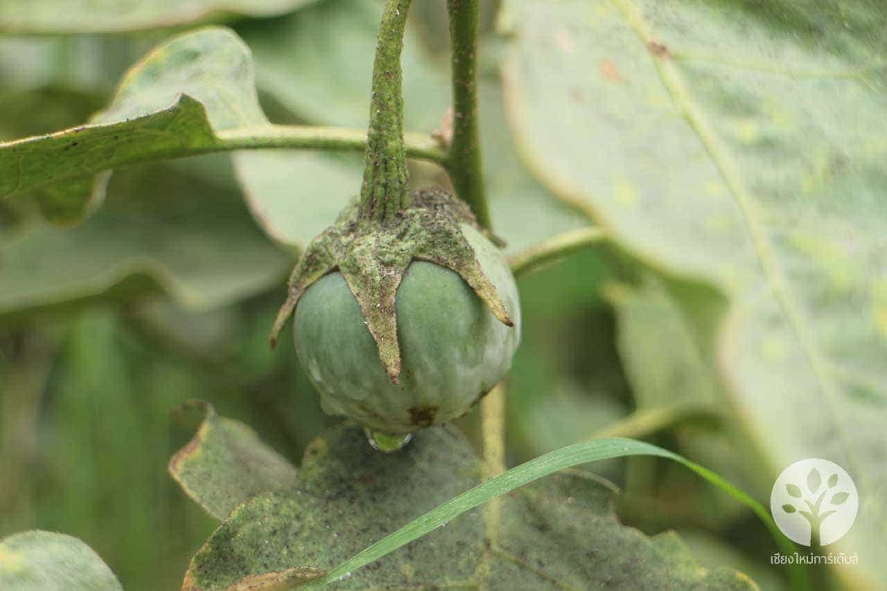 เมล็ดมะเขือขื่น