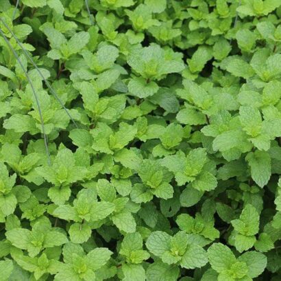 สะระแหน่