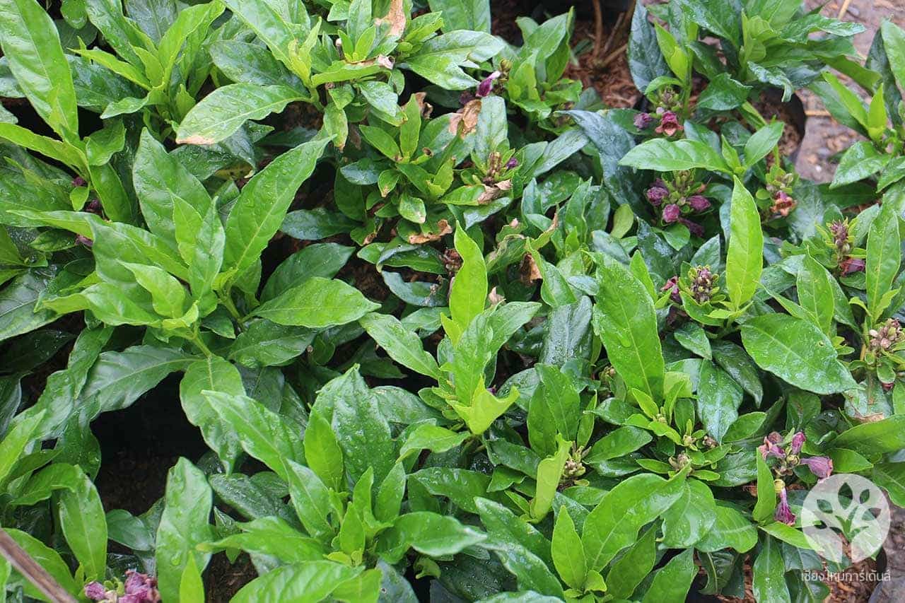 ดีปลากั้ง