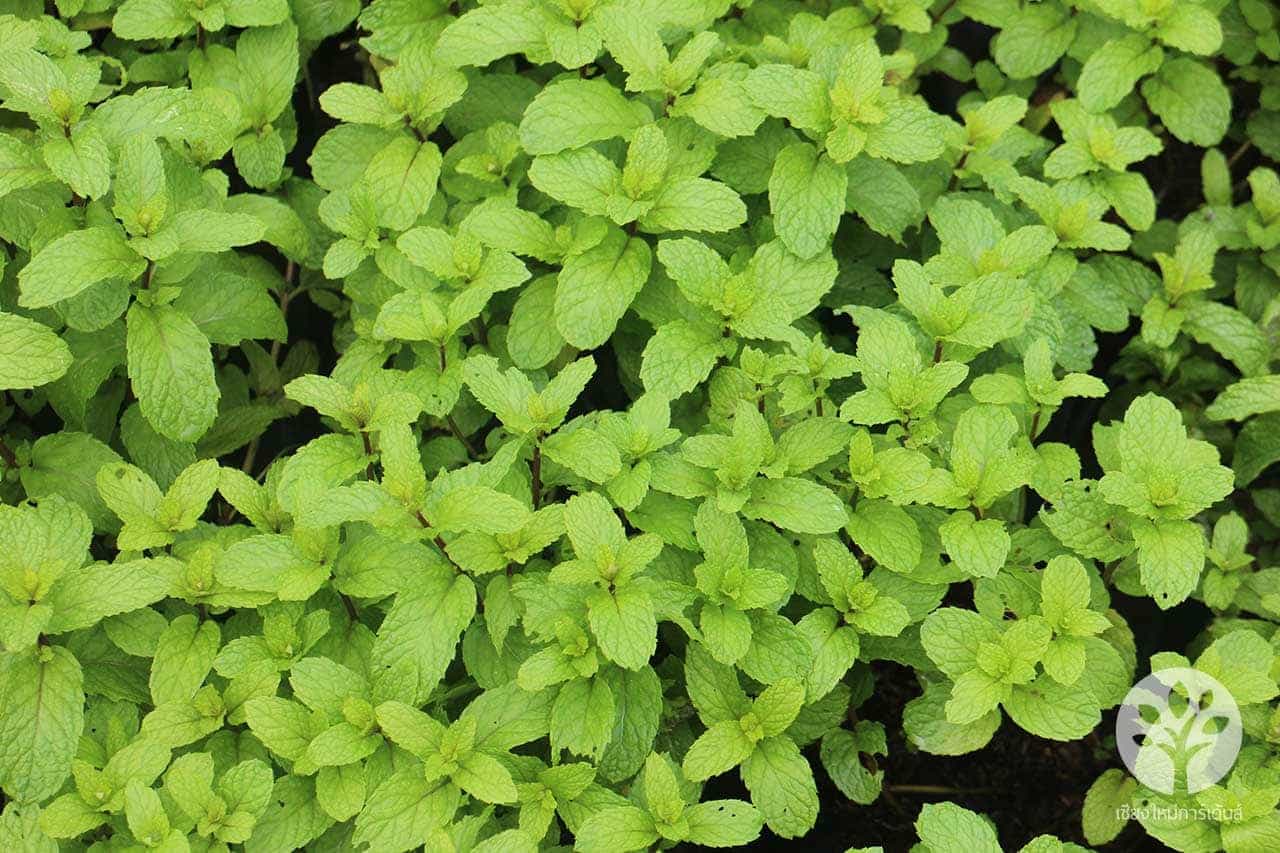 สะระแหน่