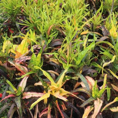 โกสนเจ้าสัว