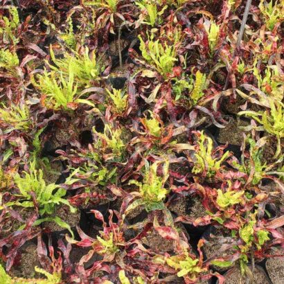 โกสนพันธุ์สาวเชียงราย