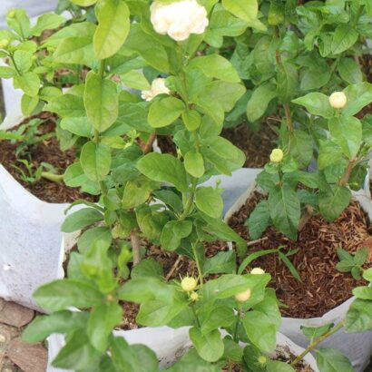 มะลิซ้อน