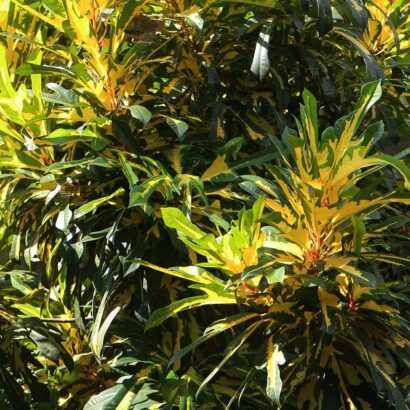 โกสนตรีสุวรรณ