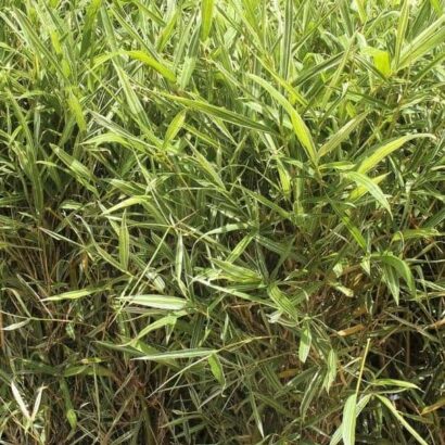 ต้นไผ่เงิน