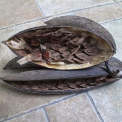 เมล็ดลีลาวดี