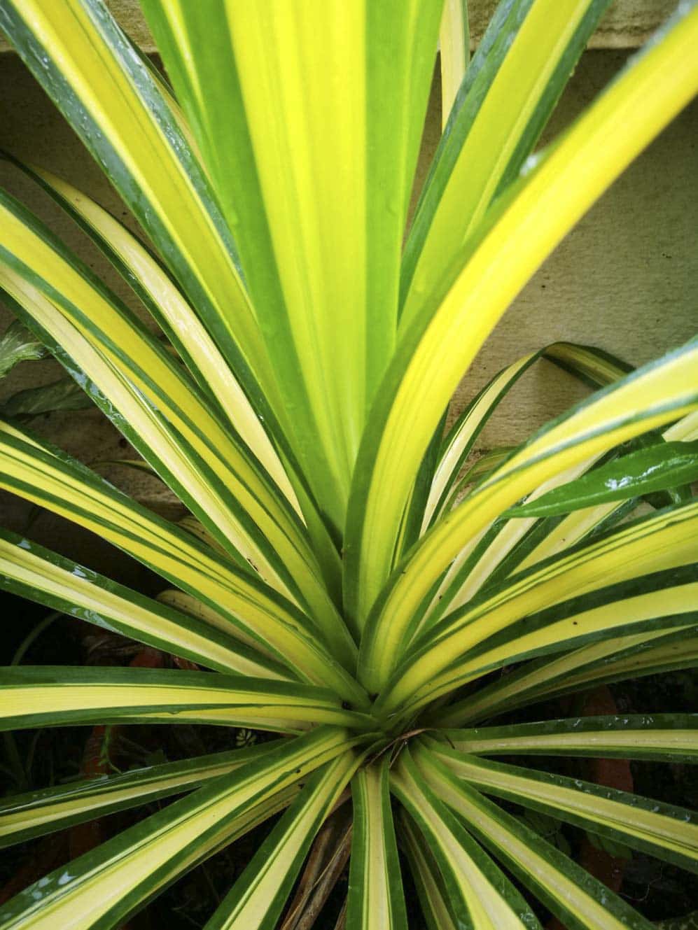 เตยด่าง