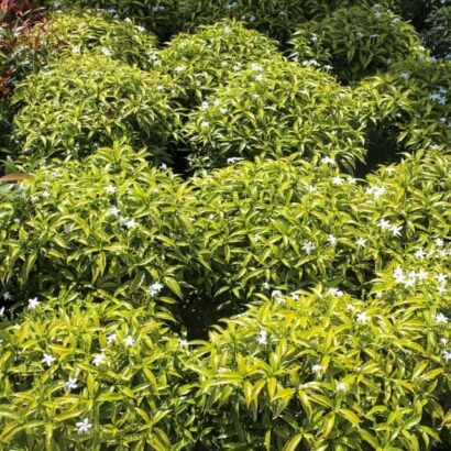 พุดทอง หรือ ต้นพุดโศภโชคด่าง