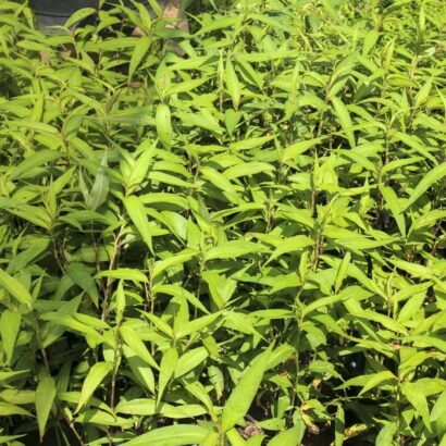 ผักแพว หรือ ผักไผ่