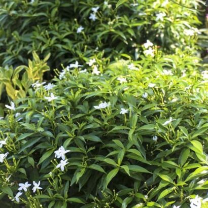 พุดศุภโชค