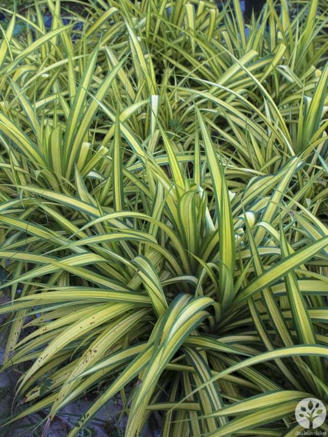 เตยด่าง