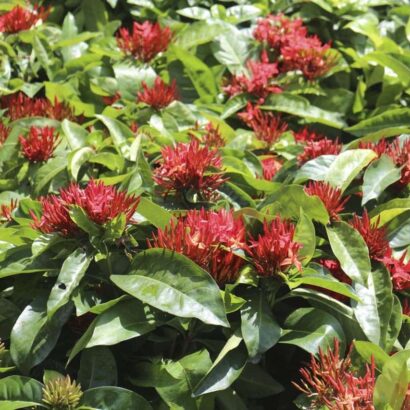 ดอกเข็มสีแดง