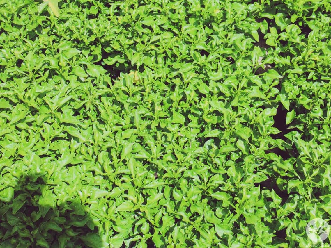 วอเตอร์เครส (Watercress) หรือ สลัดน้ำ