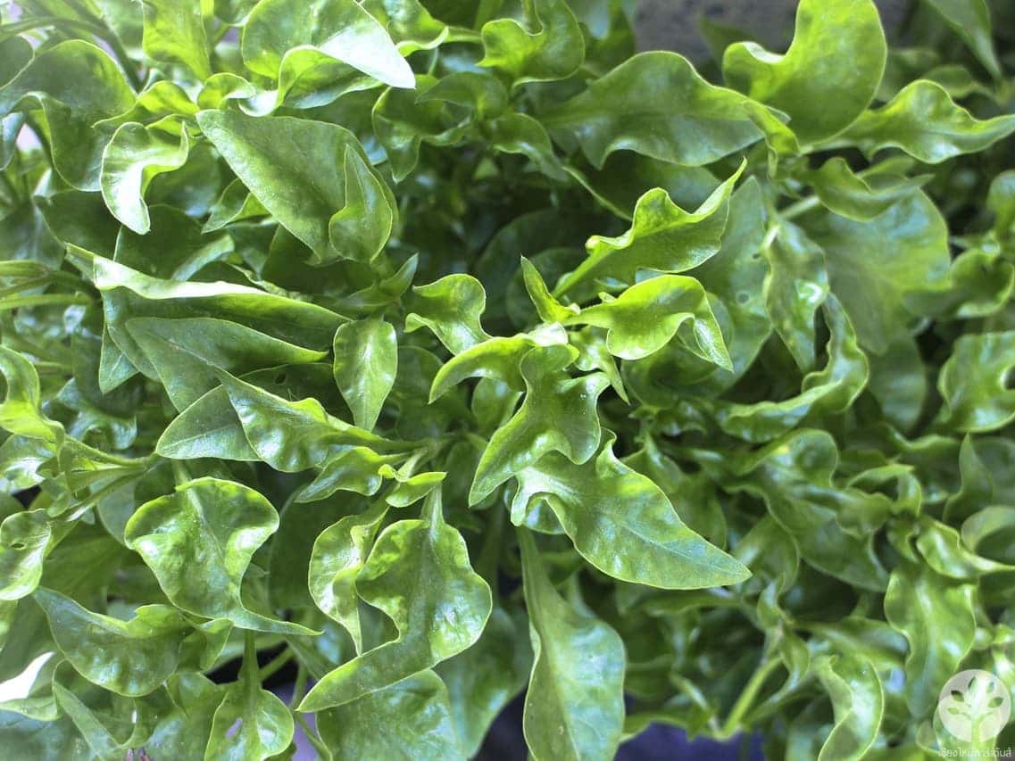วอเตอร์เครส (Watercress) หรือ สลัดน้ำ