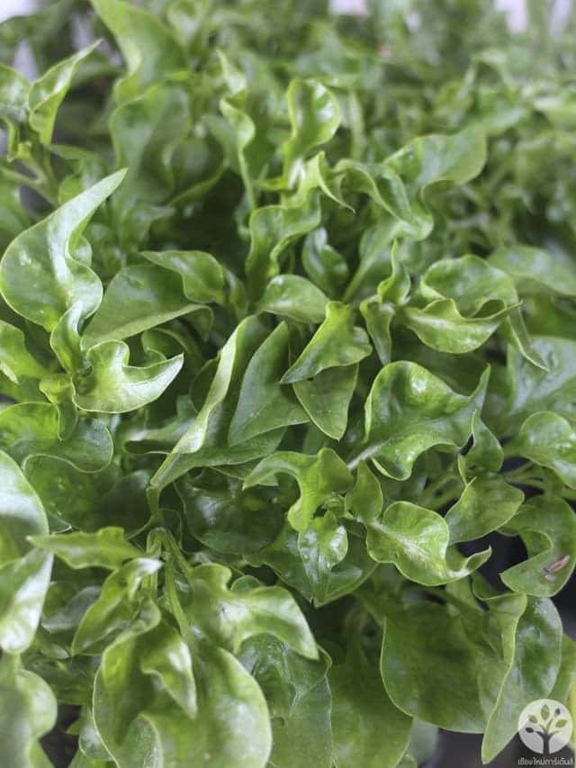 วอเตอร์เครส (Watercress) หรือ สลัดน้ำ